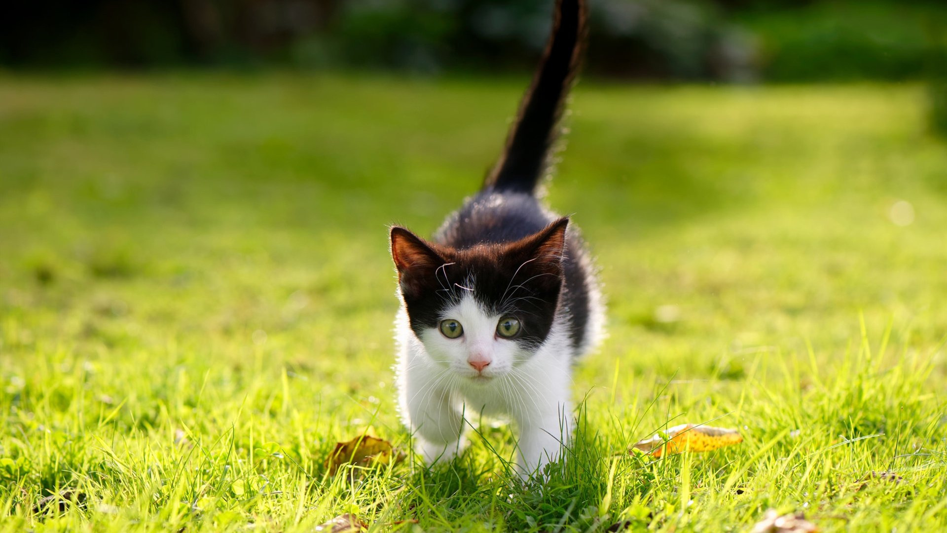 米兰体育报官网-德甲比赛中高强度跑动与体能消耗的监测分析，德甲球员速度排名